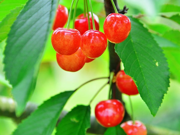 催行決定(6/1・2・4)【新宿・西船橋発 ぶっ飛び価格!!】山梨観光♪今が旬‼『さくらんぼ狩り「佐藤錦」食べ放題』&『スイスと甲州郷土料理プレミアムバイキング』&『信玄餅詰め放題』&老舗ワイナリー『シャトー勝沼』で試飲し放題!!ミニワインボトルプレゼント♪1